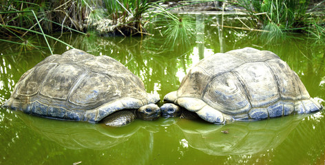 Żółwie,mauritius