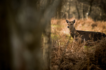 Deer in the woods