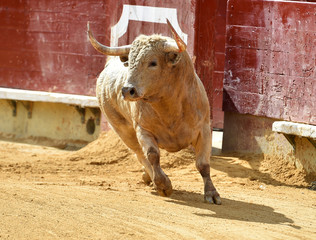 toro en plaza de toros de españa