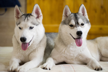 husky friend portrait