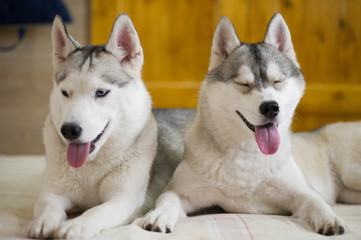 husky friend dog