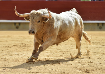 toro en plaza de toros de españa