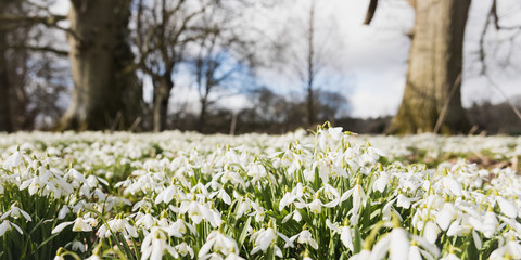 Snowdrops and trees