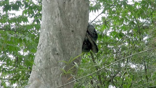 A reticulated Python (Python reticulatus) slowly uncurls from its perch in a tree to inspect the watcher. Slowed to 50%.