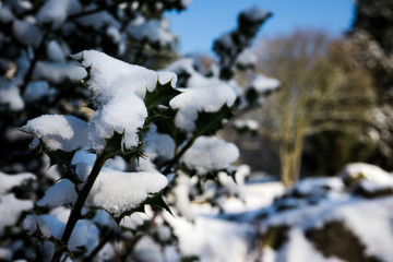 Snow topped Holly