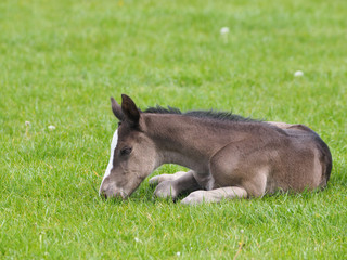 Foal Laying Down
