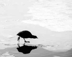 Waterfowl on frozen lake