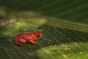 Fototapeta premium golden mantella - Mantella aurantiaca, beautiful endemic golden frog from Madagascar rain forest.