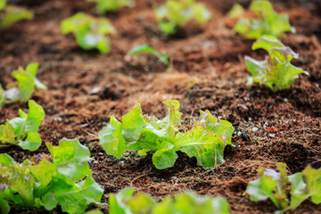 Organic hydroponic vegetable in the cultivation farm.