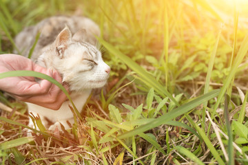 touch a cat