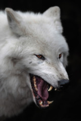 Polarwolf als böser Wolf fotografiert zeigt seine Zähne