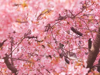 Japanese Cherry Blossoms