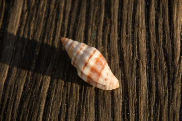 Shells on old wooden floor