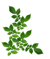 Fototapeta na wymiar Branch of elm-tree leaves in a corner arrangement