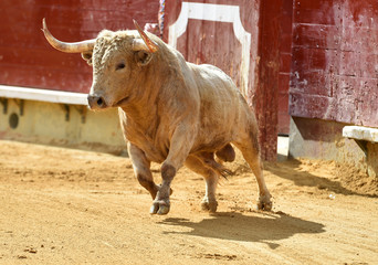 spanish bull