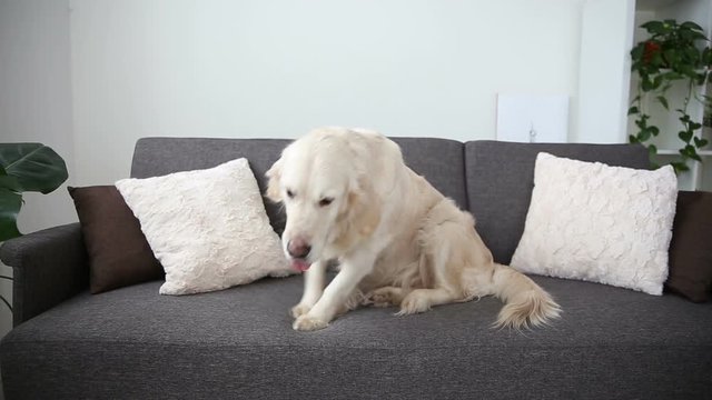 life of domestic pets in the family. A beautiful golden retriever is resting on the couch. loneliness in anticipation of the hosts.