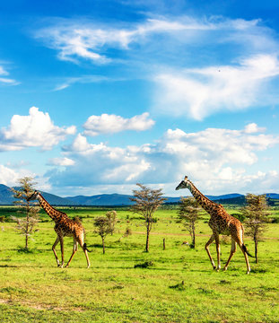 Groupe of giraffes walking in african  savannah in Masai Mara national reserve
