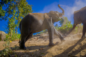 Outdoor view of young elephants walking near the riverbank in the nature, in Elephant jungle Sanctuary, during a gorgeous sunny day with a blue sky in Chiang Thailand