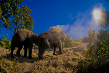 Obraz na płótnie Canvas Beautiful outdoor view of young elephants walking near the riverbank in the nature, in Elephant jungle Sanctuary, during a gorgeous sunny day with a blue sky in Chiang Thailand