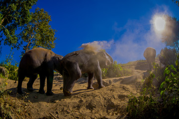 Naklejka na ściany i meble Beautiful outdoor view of young elephants walking near the riverbank in the nature, in Elephant jungle Sanctuary, during a gorgeous sunny day with a blue sky in Chiang Thailand