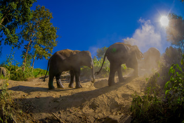 Fototapeta na wymiar Beautiful outdoor view of young elephants walking near the riverbank in the nature, in Elephant jungle Sanctuary, during a gorgeous sunny day with a blue sky in Chiang Thailand