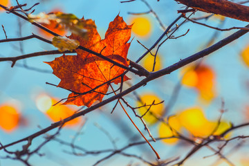 Sonniger Tag im Herbst, Blätter hängen in den Zweigen
