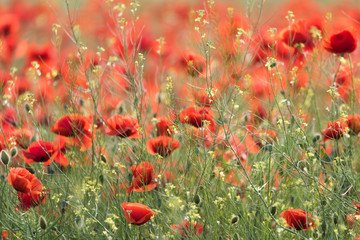 Beautiful green field with red poppies in the summer time, Dobrogea, Romania