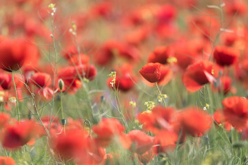 Obraz premium Beautiful green field with red poppies in the summer time, Dobrogea, Romania