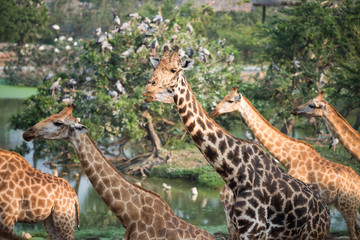 Giraffes group in the forest