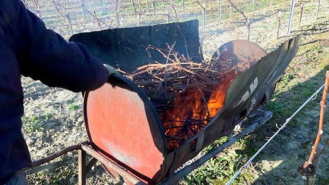 Burning of the vines in winter, vineyard, AOC SAINT-EMILION, GIRONDE, France