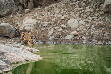 angry tiger cub from ranthambore national park