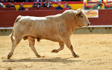 animal traditional of spain