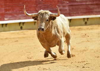 white bull