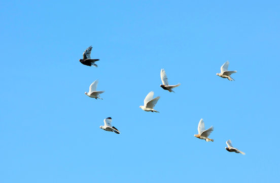 Many pigeons fly against the blue sky. Birds move in the wild. Horizontal image. Selective focus.