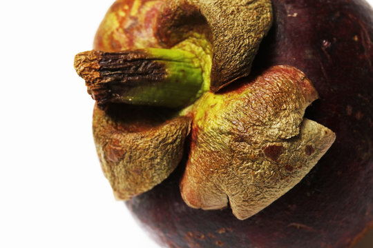 fruit Mangostin