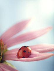 red ladybug on Echinacea flower, ladybird creeps on stem of plant in spring in garden in summer