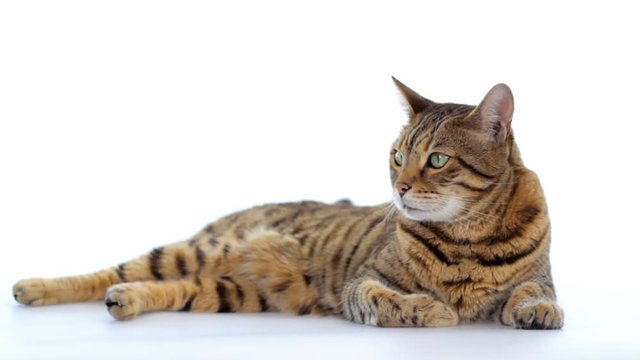 Bengal cat lying down on white background looking around