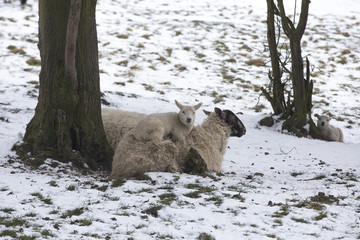 Lamb lying on mother sheep in a cold field during winter snow