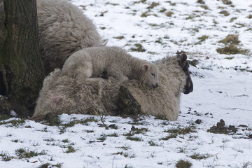 Lamb lying on mother sheep in a cold field during winter snow © James C