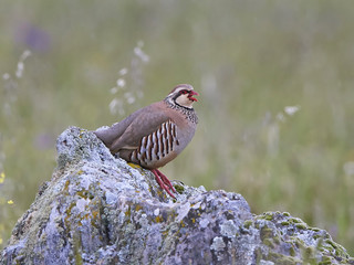 Red-legged partridge (Alectoris rufa)