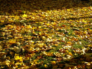 Obraz premium Fallen yellow maple leaves on the grass in autumn
