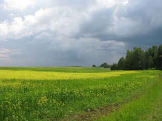 Forest edge, field and stormy sky
