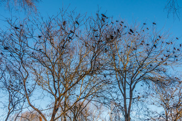 Crows At Beer Sheva Park