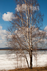 Birch on the shore of the lake. Spring on the lake.