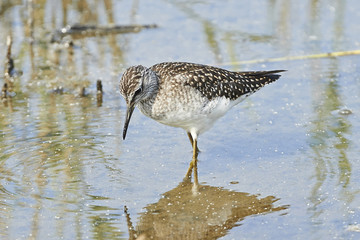 Wood sandpiper (Tringa glareola)