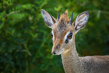 Kirk's Dik-dik - Madoqua kirkii, small cute antelope from bush of East Africa, Tsavo National Park, Kenya.