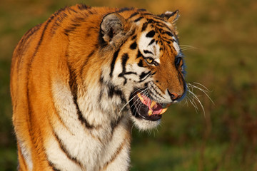 Closeup portrait of a Siberian tiger
