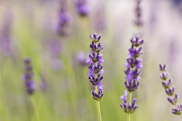 Growing Purple Lavander 