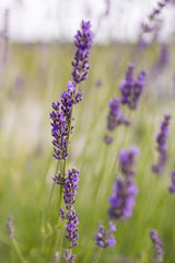 Growing Purple Lavander 