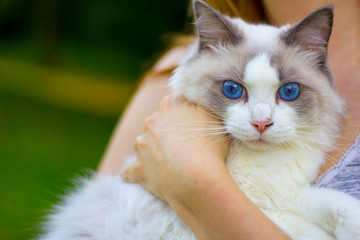 Ragdoll Cat Looking 